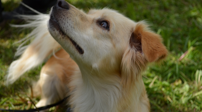 A Day in Dog Sports