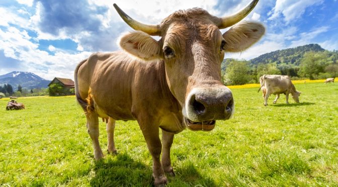 The Truth Behind Dairy Products
