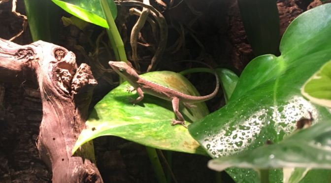 Anoles- about their habits and the care factors