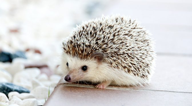The 5 Best Exotic Pets