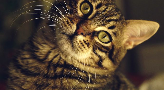 How Do Cats See Our World?