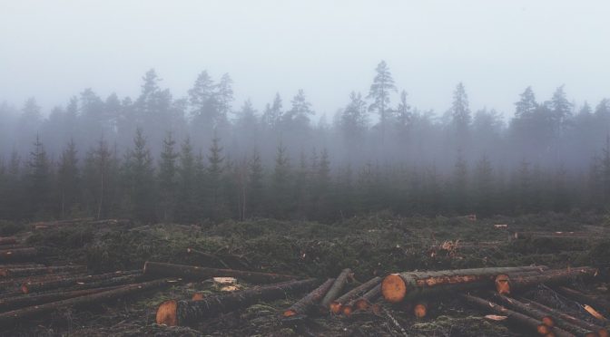 A Society Addicted to Palm Oil?